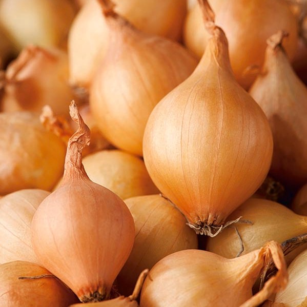 Jarná cibuľka - Wolska - mimoriadne úrodná s aromatickou pažítkou - 0,5 kg -